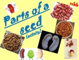 Activity for Parts of a seed