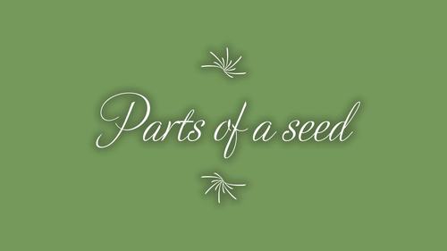 Activity for Parts of a seed