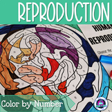 Human Reproduction Review Activity - Color by Number 