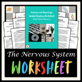 The Nervous System Guided Reading Worksheet - Anatomy