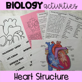 Worksheet Heart Structure Activities