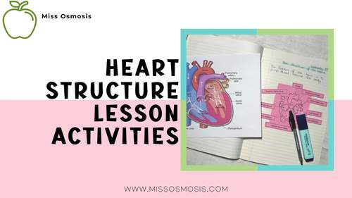 Worksheet Heart Structure Activities