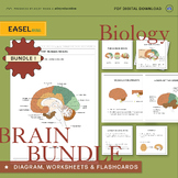 The Ultimate Human Brain Learning BUNDLE - Diagrams, Worksheets, and Flashcards