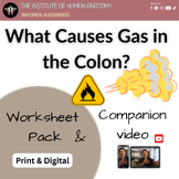 What Causes Gas in the Colon? | Digestive System Worksheet