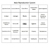 The Male Reproduction System Bingo Set for an Anatomy Course