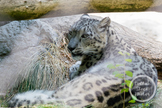 Dollar Stock Photo 318 Snow Leopard