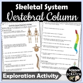Vertebral Column (Spine) Exploration Activity | Skeletal System | Anatomy