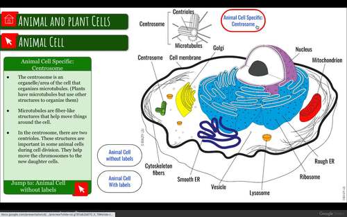 126110-animal-and-plant-cells-interactive-diagram-1.jpg