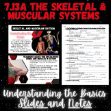 7.13A Skeletal & Muscular Systems: Understanding the Basics Slides & Notes