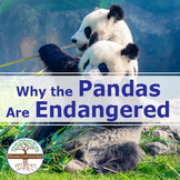 Why the Pandas Are Endangered  | Video Lesson, Handout, Worksheet | Earth
