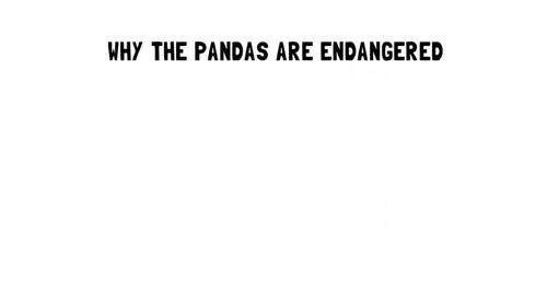 Why the Pandas Are Endangered  | Video Lesson, Handout, Worksheet | Earth