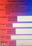 Smart Board Lesson:  Respiratory System