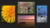 Camera Phones in a Photography (or any) Classroom Slides and Separate Videos