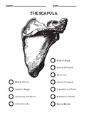 The scapula labeling