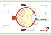 The Eye worksheet