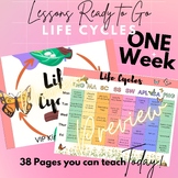 Life Cycles