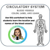 Circulatory System Color & Label | Blood Vessel Identification |Veins & Arteries