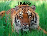 Tiger PowerPoint