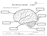 Nervous System Quiz