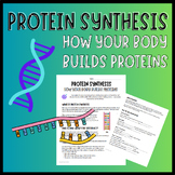 Protein Synthesis Reading & Activity | DNA vs RNA, Transcription & Translation