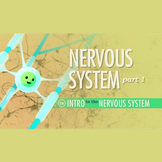 The Nervous System, Part 1: Crash Course A&P #8 Worksheet & Answer Key