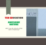 [TED ED] [Awesome Nature] #32 How do schools of fish swim in harmony? Worksheet