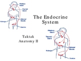 The Endocrine System Ppt