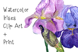 Watercolor Irises Clip Art + Print