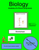 Anatomy of a Femur (Long Bone) Coloring sheet