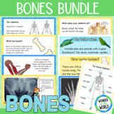 Skeletons and Bones Bundle (slide show PowerPoints and bulletin board display)