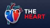 The Heart | Interactive diagram