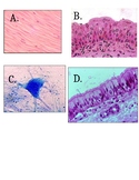 Inquiry Activity: The Four Types of Tissues (Anatomy)
