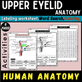Upper Eyelid Anatomy : Interactive Worksheets With Word search