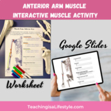 Anatomy Bell Ringer Muscle Activity - Anterior Arm Worksheet + Google Slides