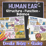 Human Ear Doodle Notes & Quiz + PowerPoint (PDF + GF) | Anatomy & Life Science