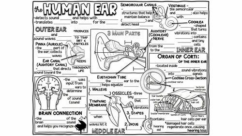 178556-human-ear-doodle-notes-amp-quiz-powerpoint-pdf-gf-anatomy-amp-life-science-1.jpg