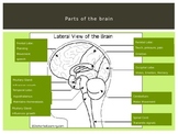 The Brain