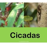 CICADAS - Life Cycle