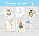 Human Skeleton Anatomy Activity, Printable Skeletal System, Bone Anatomy