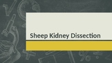 COMPLETE Sheep Kidney Dissection Powerpoint