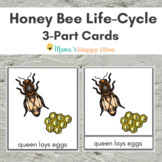 Honey Bee Life-Cycle 3-Part Cards