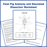 Fetal Pig Anatomy and Simulated Dissection Worksheet