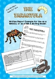 The Tarantula - Non-chronological Report Talk 4 Writing Friendly