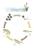 Frog Life Cycle - Poster, Counting Game, and Flipbook