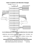 Fetal circulation and changes in the neonate