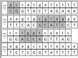 Transcription and Translation Model Activity