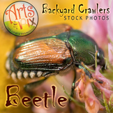 Photograph - Beetle - insect - stock photo