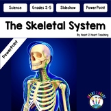 The Skeletal System Activity PowerPoint Presentation Slides Our Bones