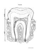 Tooth Anatomy Coloring Page