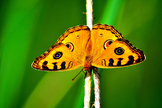 Bonita Butterfly